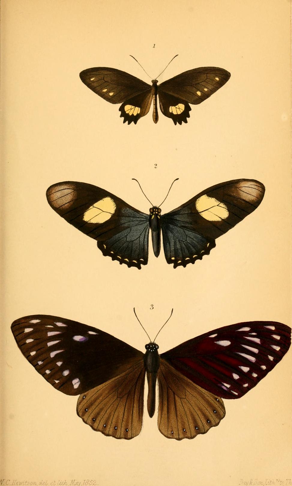 Mimoides pausanias