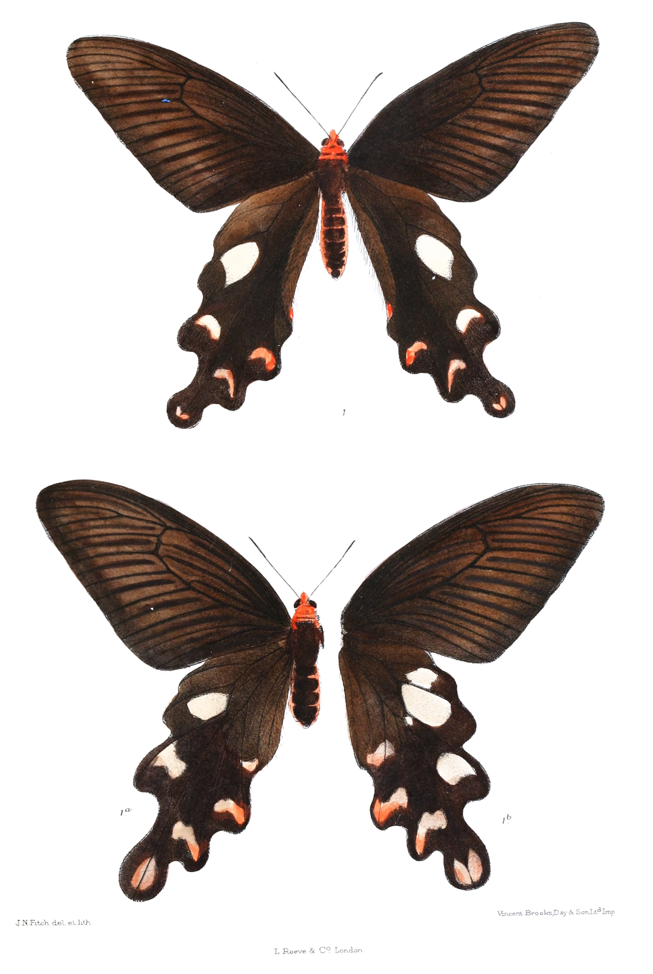 白斑麝凤蝶（Byasa dasarada）