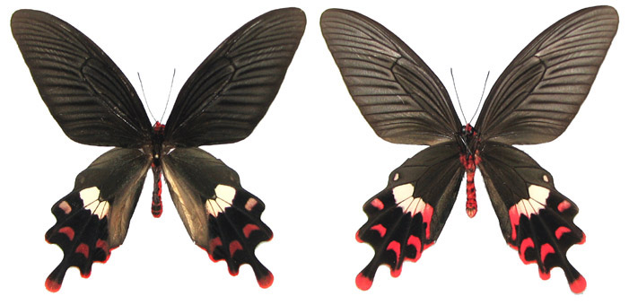 彩裙麝凤蝶（Byasa polla）