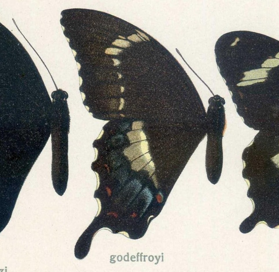 Papilio godeffroyi