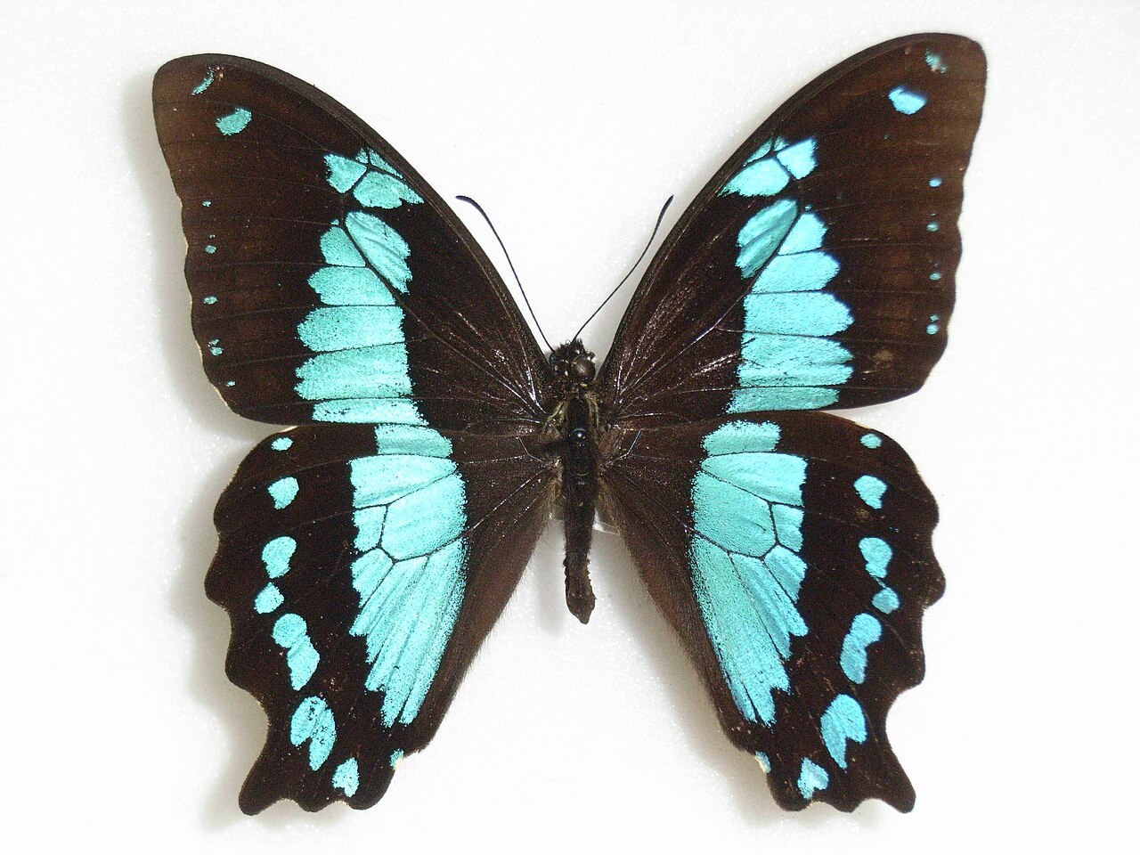 Papilio desmondi