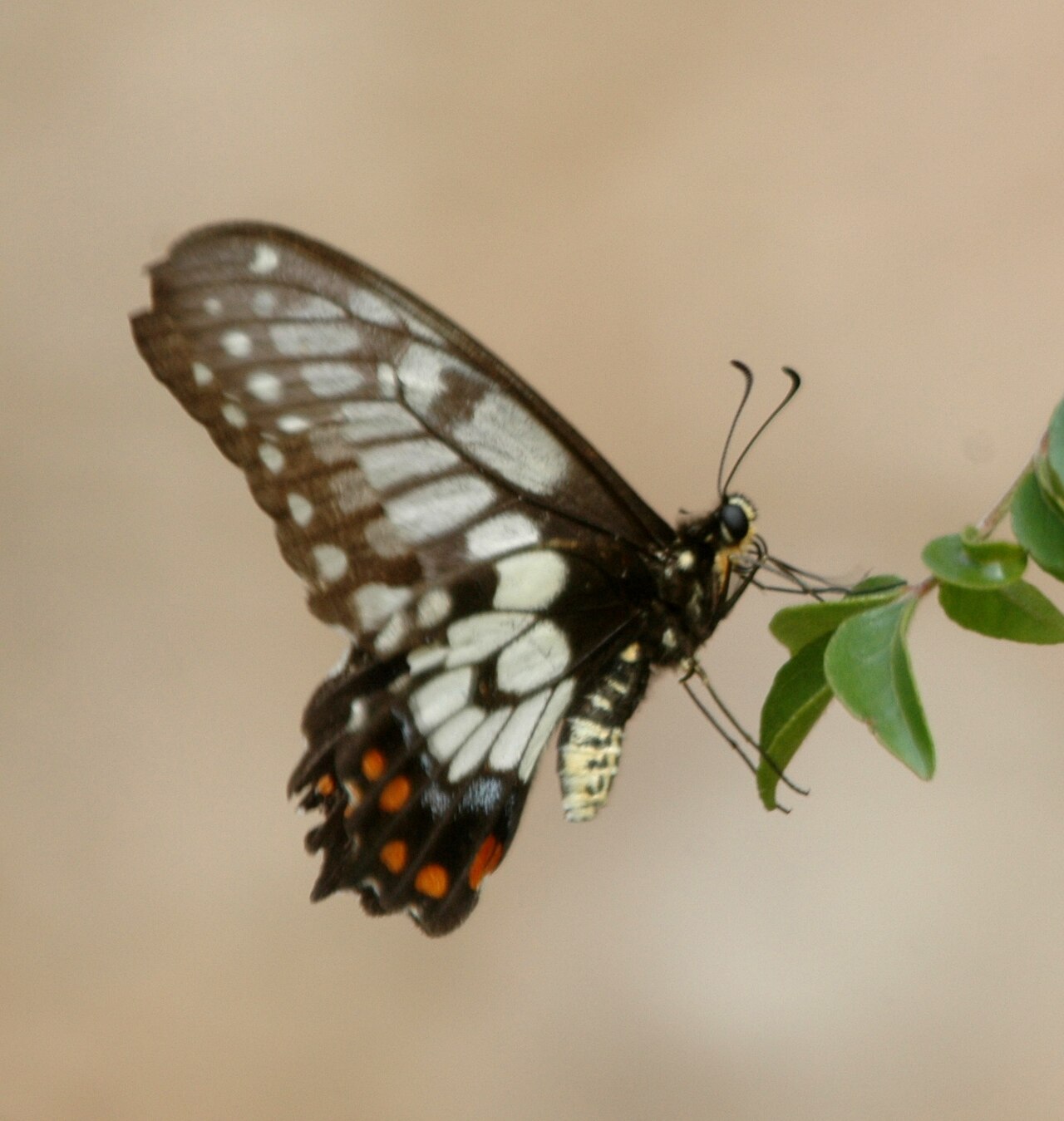 Papilio anactus