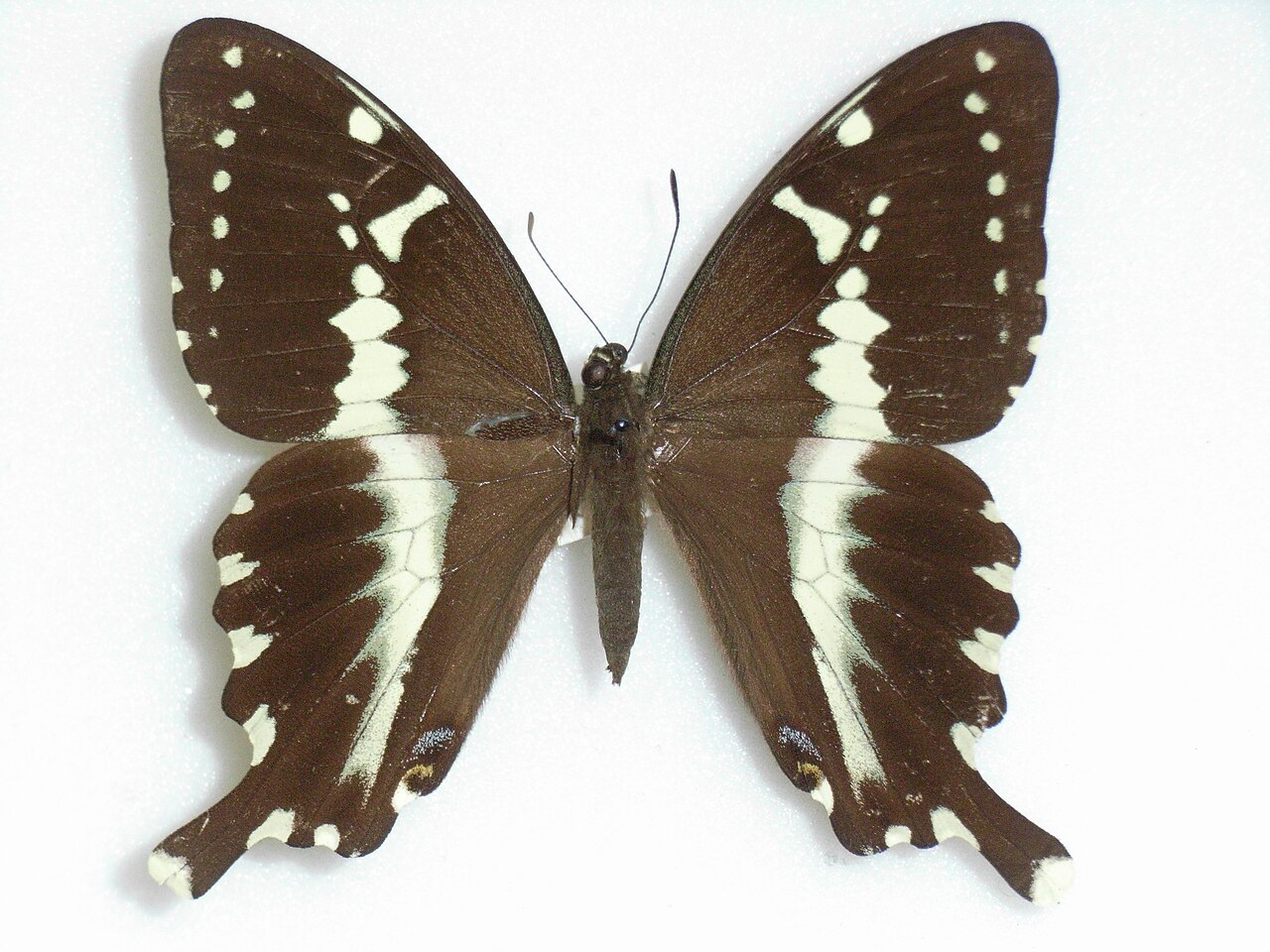 Papilio mangoura