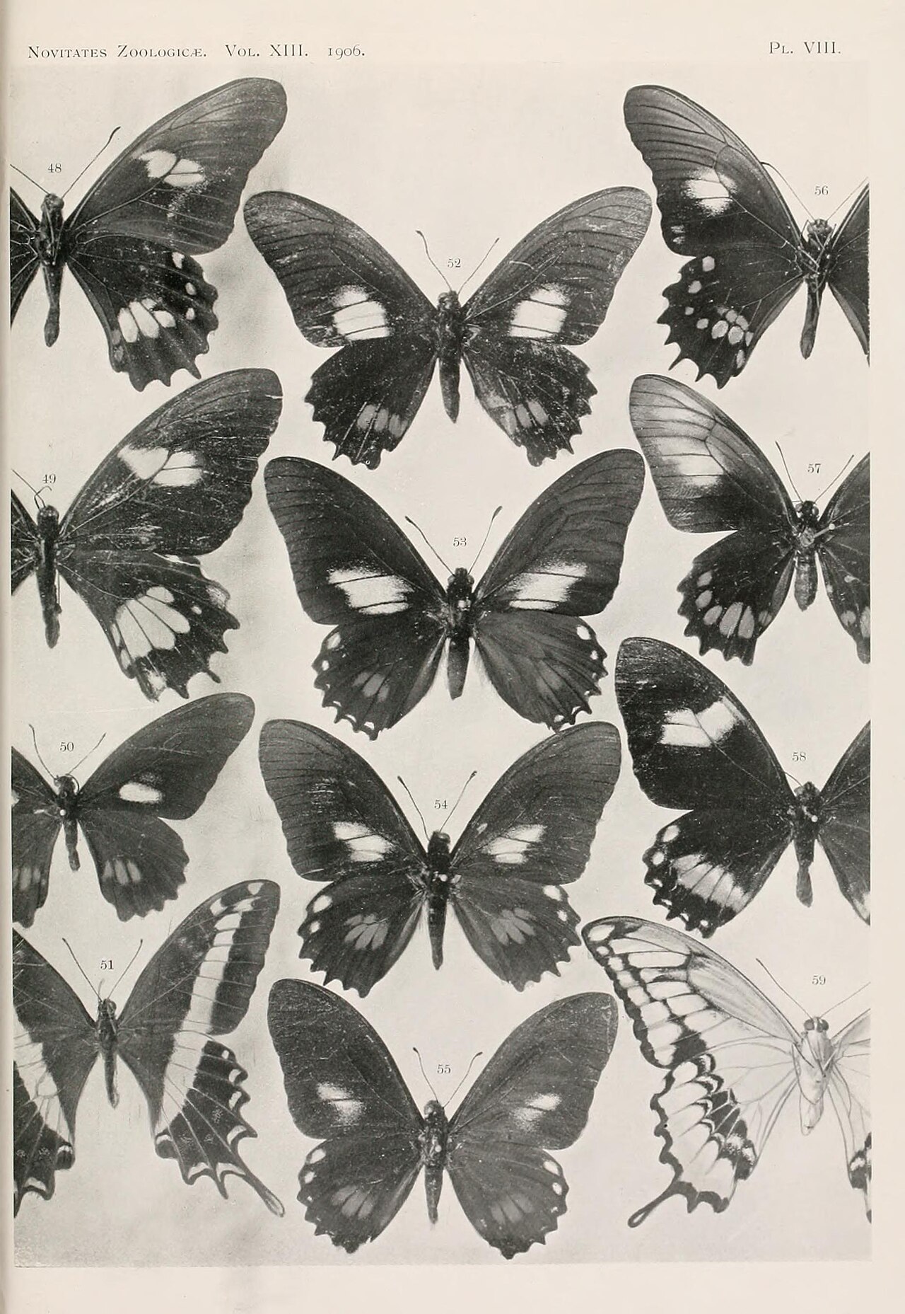 Papilio melonius