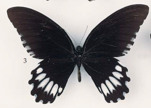 Papilio jordani