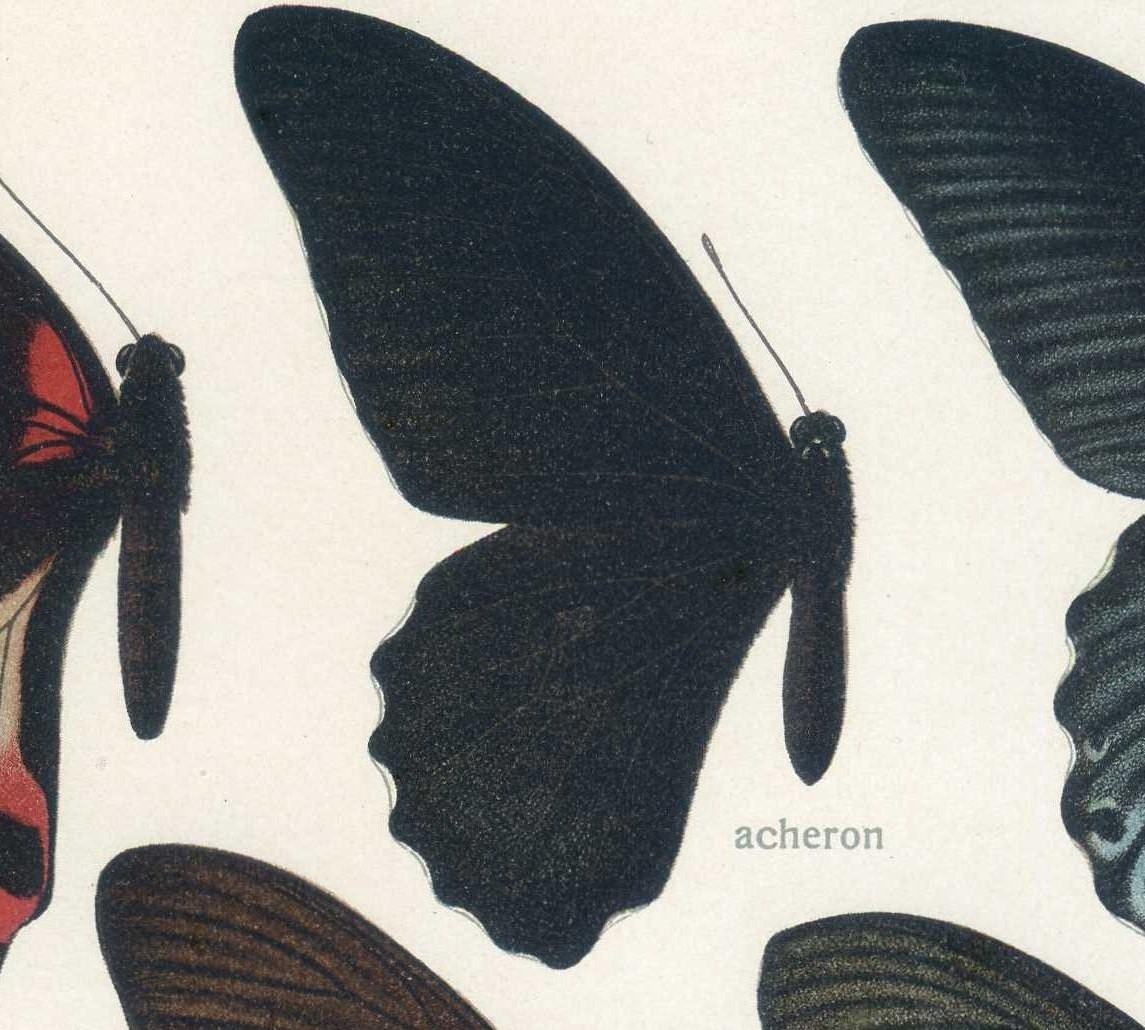 Papilio acheron