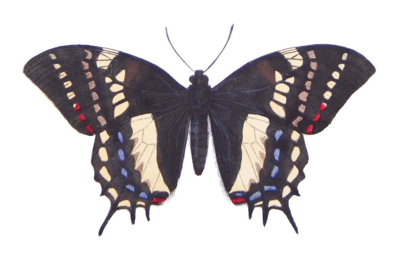 Papilio cacicus