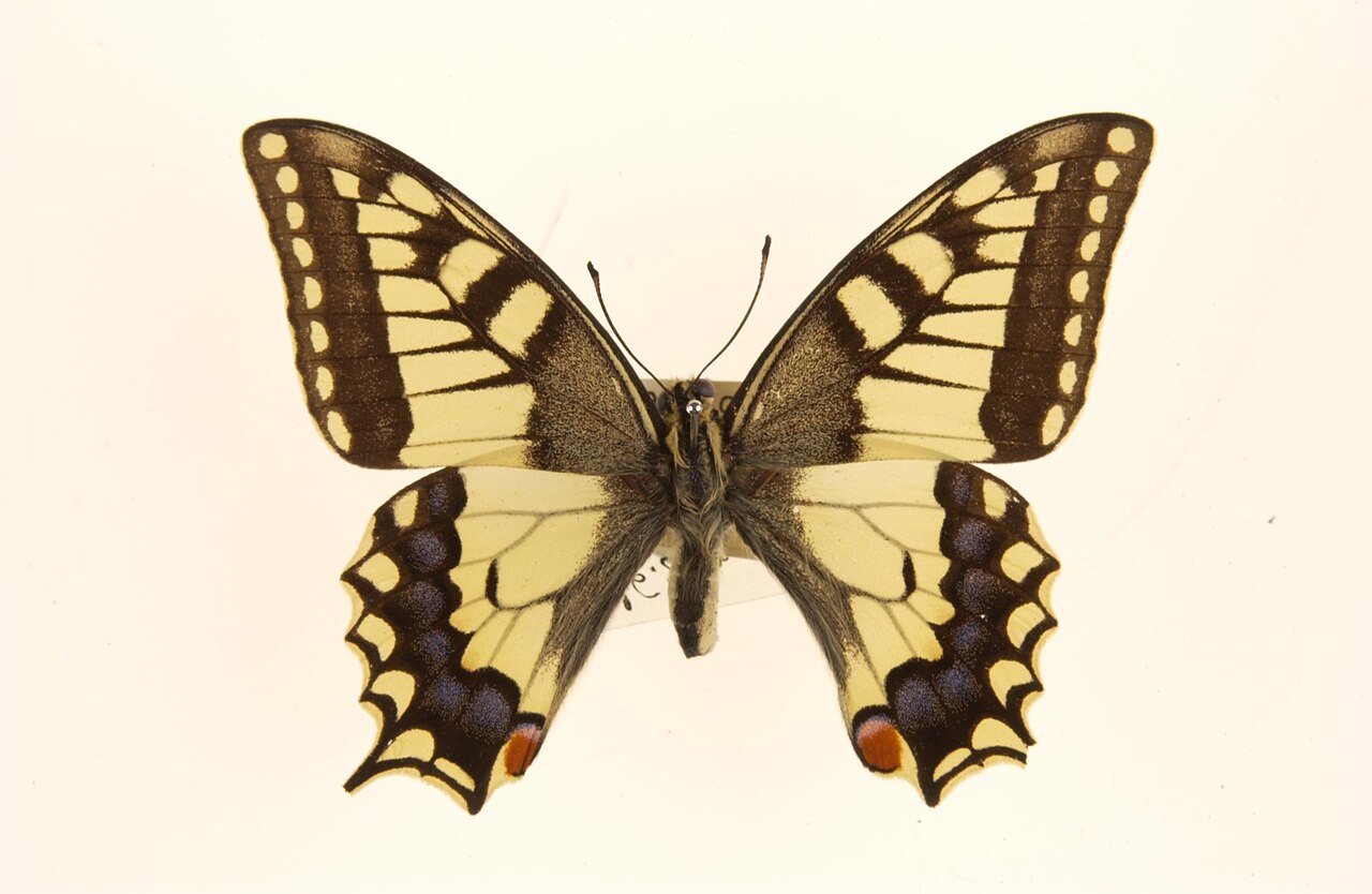Papilio saharae