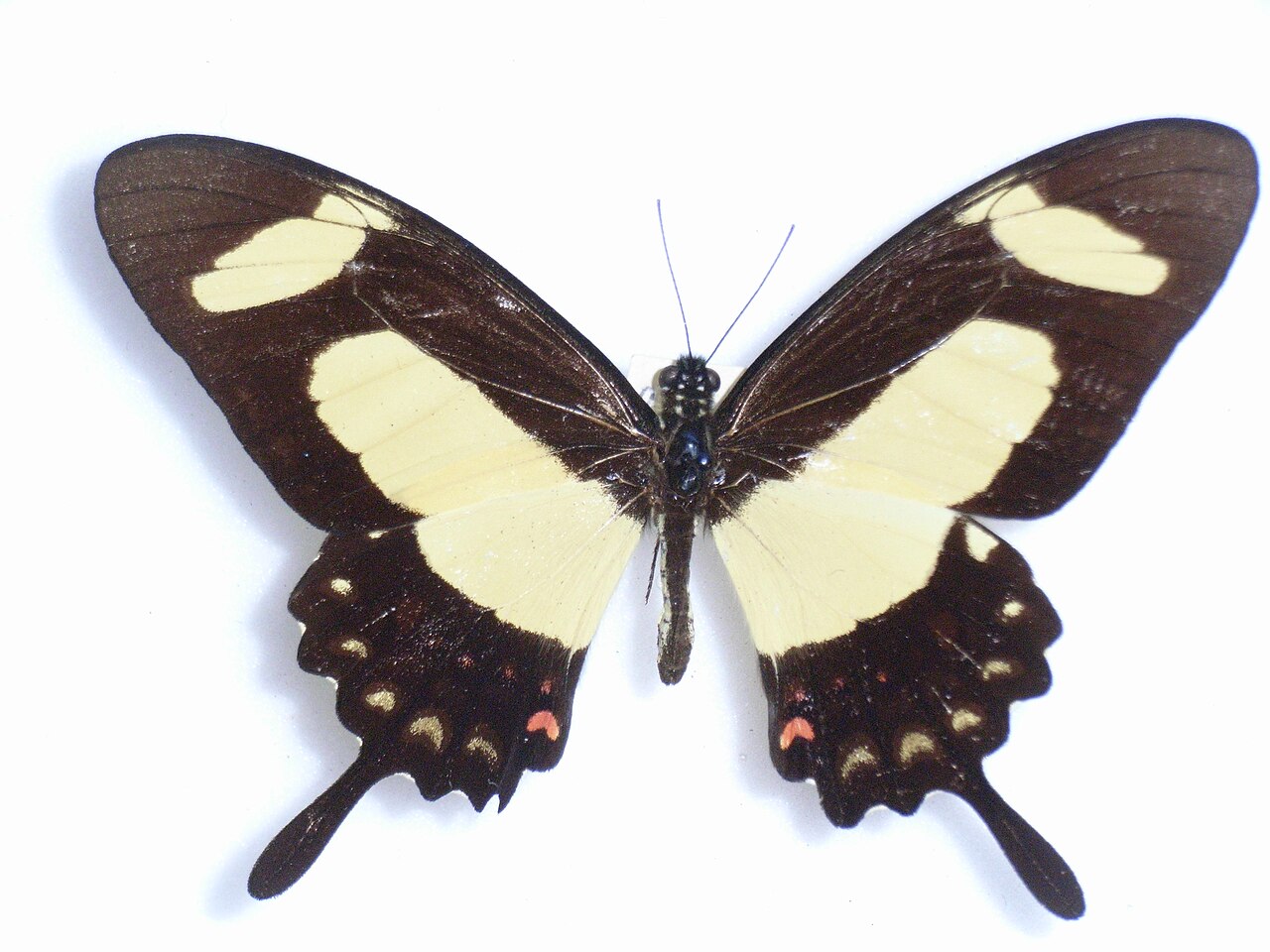 Papilio torquatus