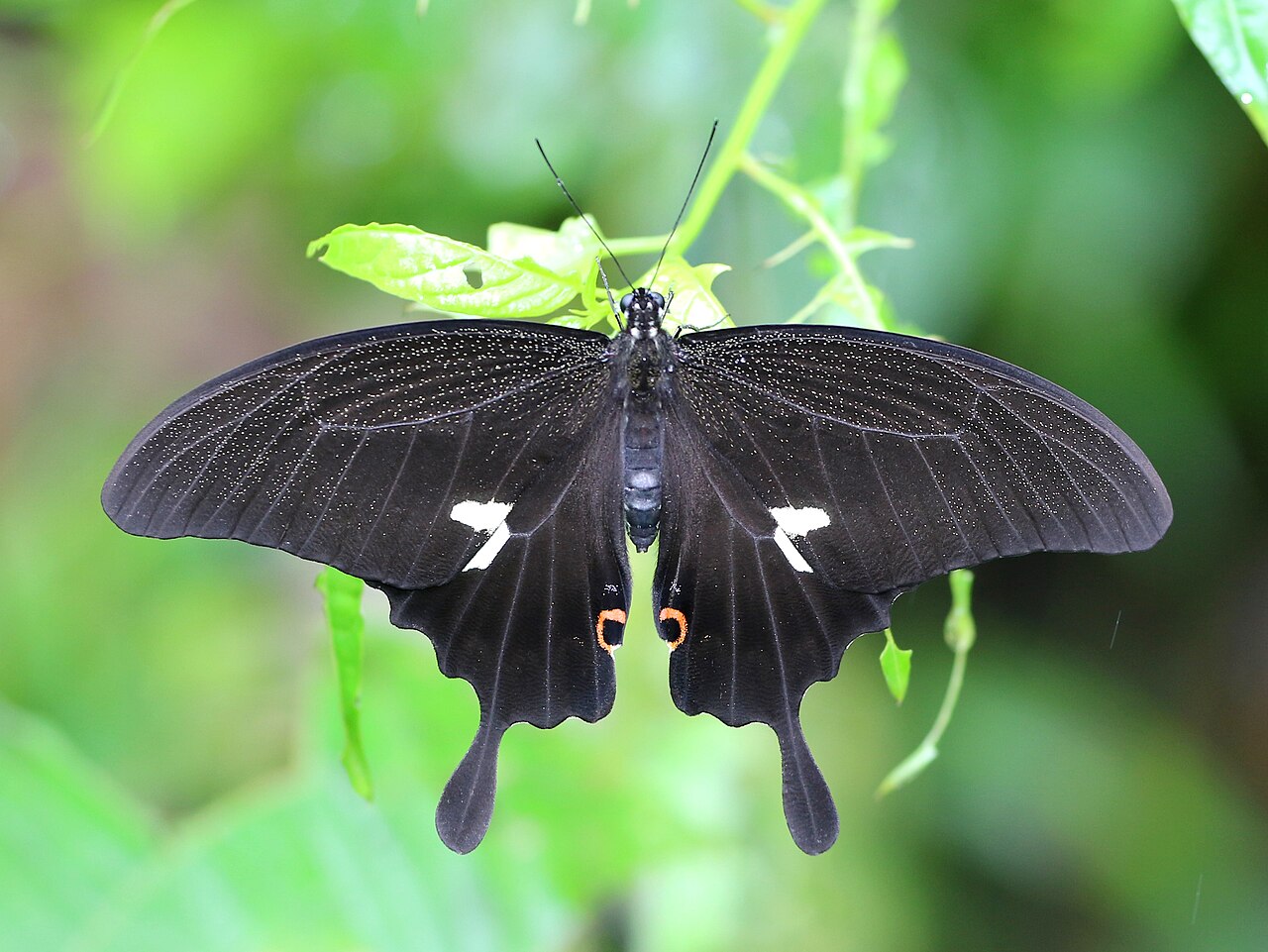 Papilio noblei（纳补凤蝶）