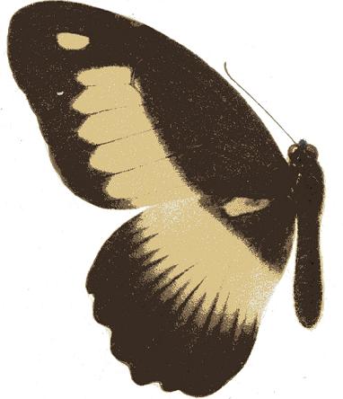 Papilio zenobia