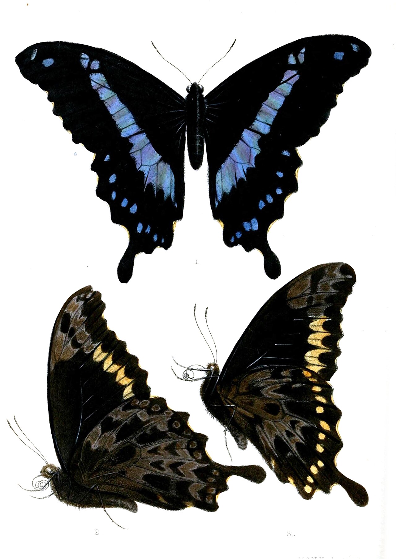 Papilio hornimani