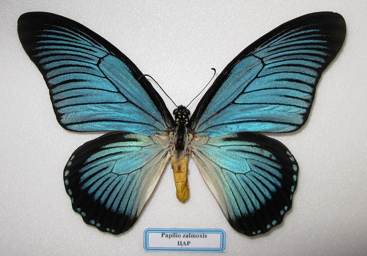 Papilio zalmoxis