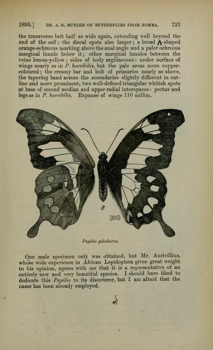 Papilio pelodurus