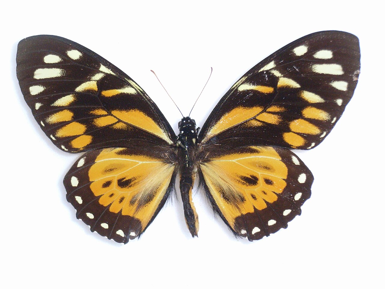 Papilio zagreus