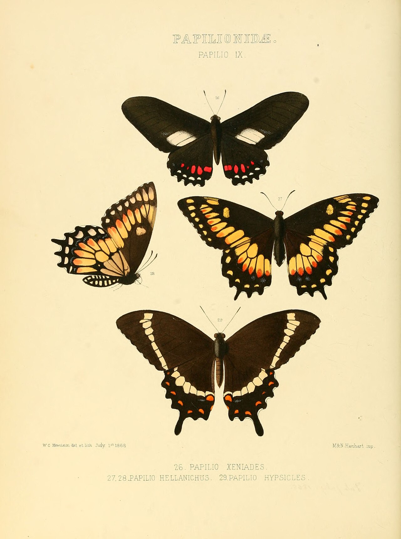 Papilio hellanichus