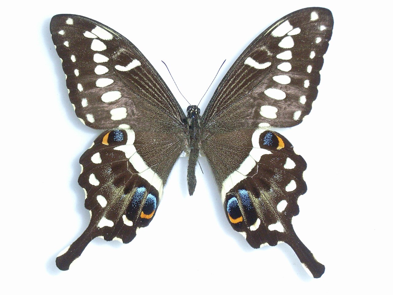 Papilio ophidicephalus