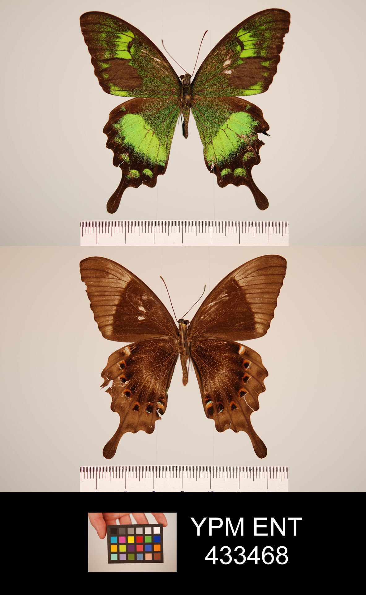 Papilio neumoegeni