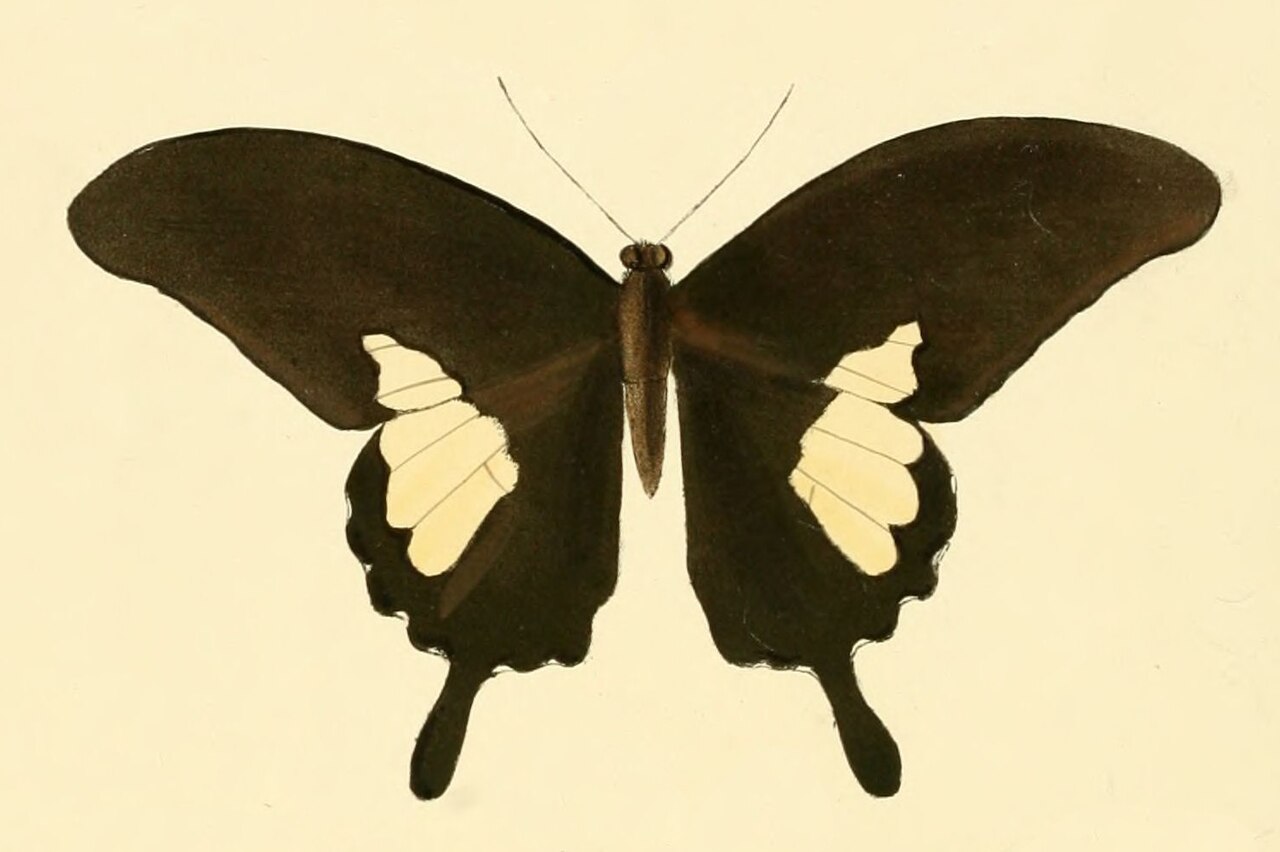 Papilio antonio