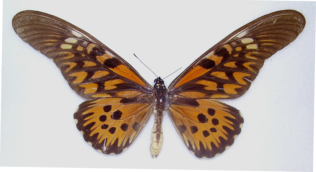 Papilio antimachus