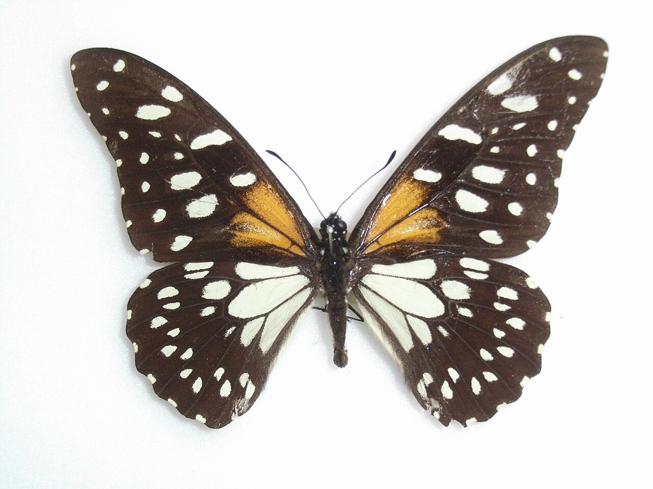 Papilio rex