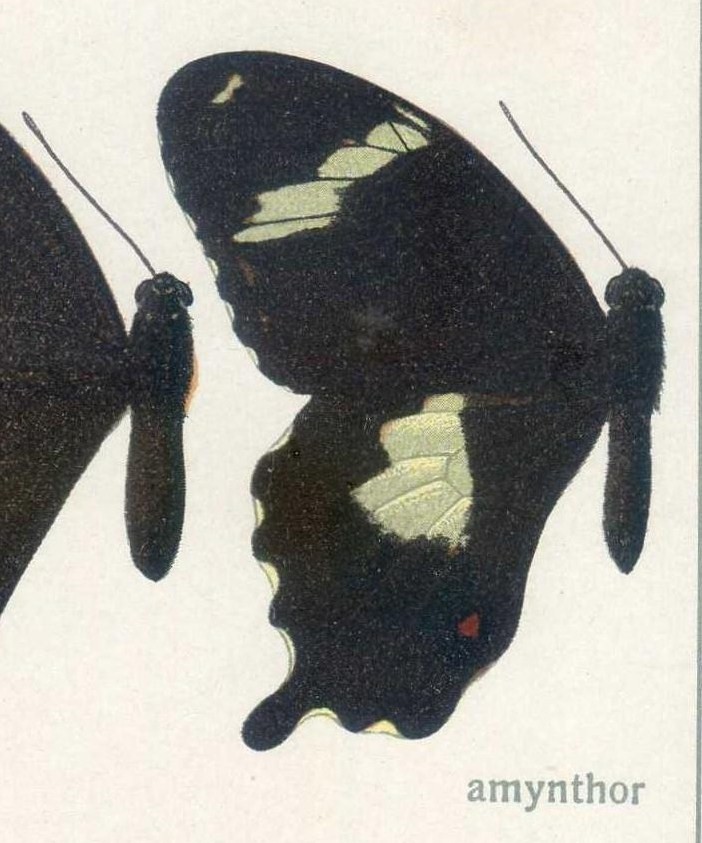 Papilio amynthor