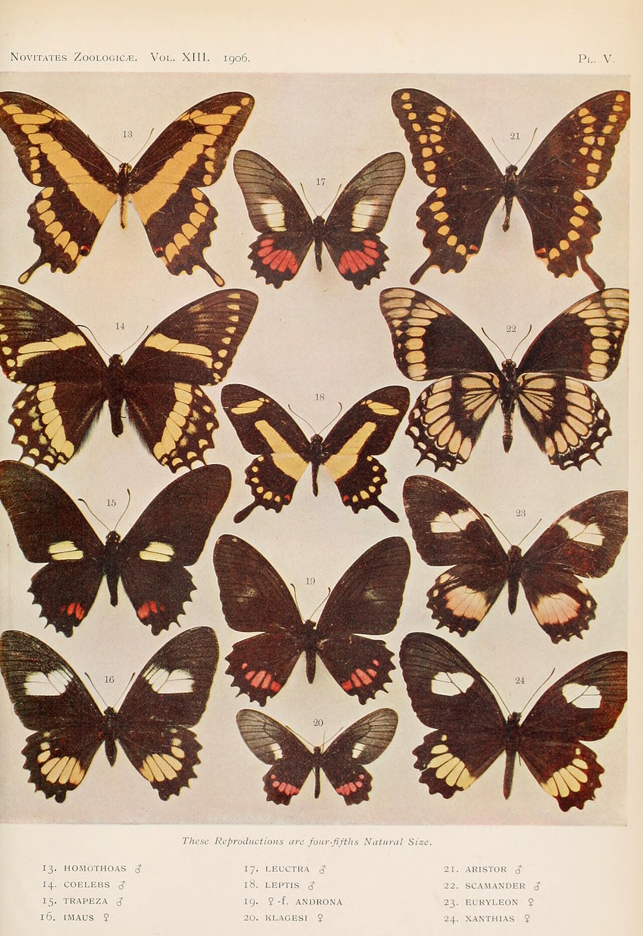 Papilio homothoas