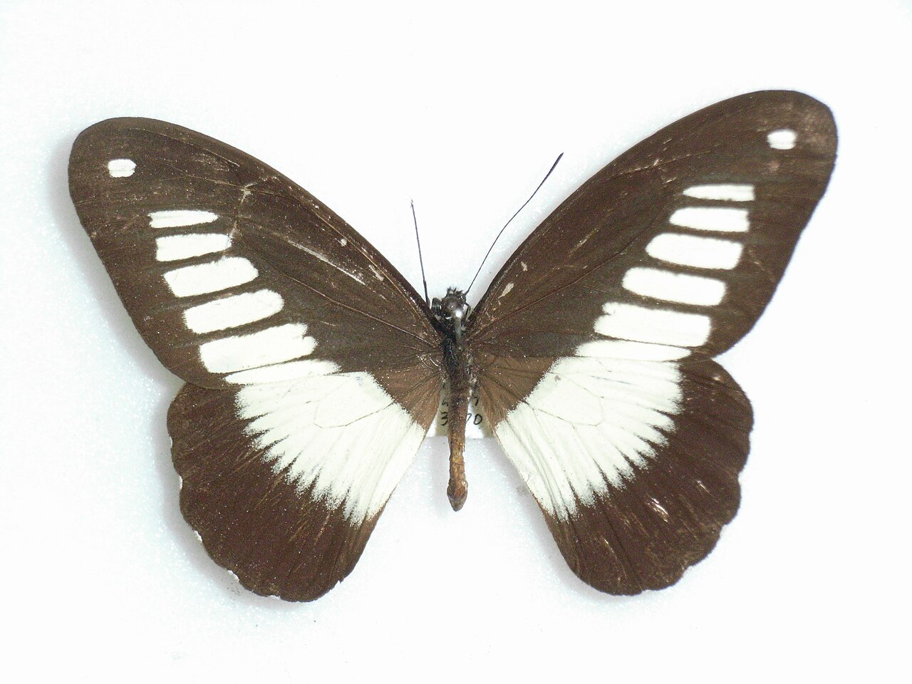 Papilio cynorta