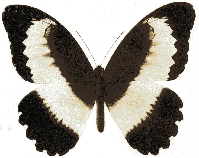 Papilio mechowiana