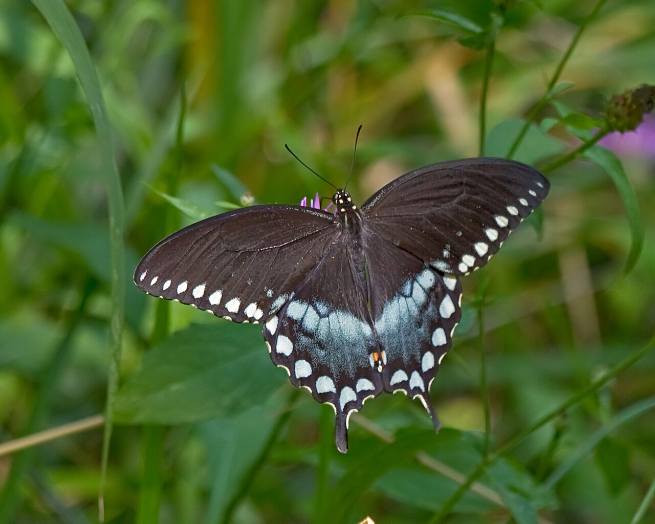 银月豹凤蝶（Papilio troilus）