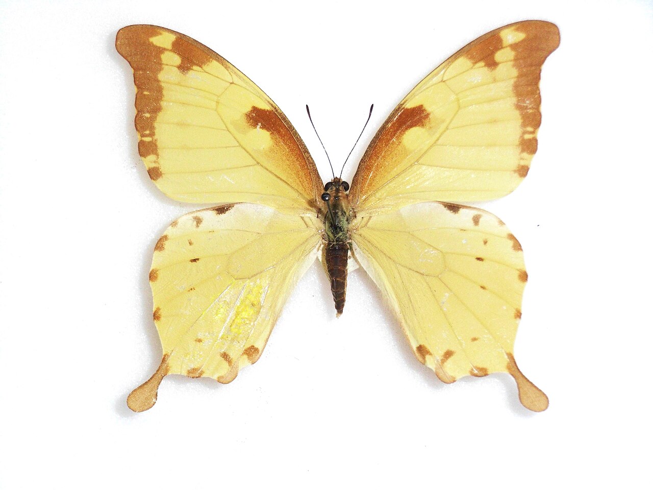 Papilio nobilis