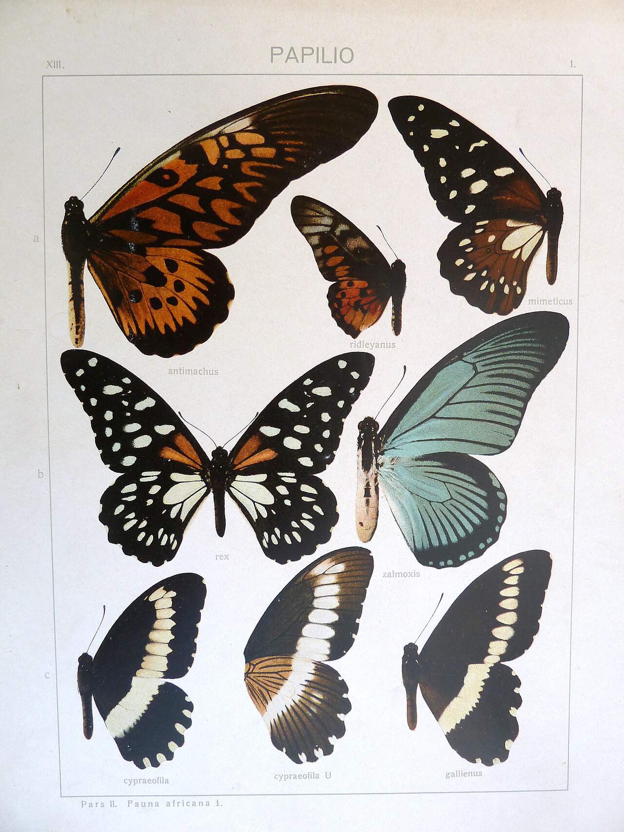Papilio cyproeofila