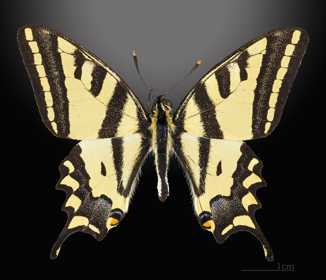 Papilio alexanor