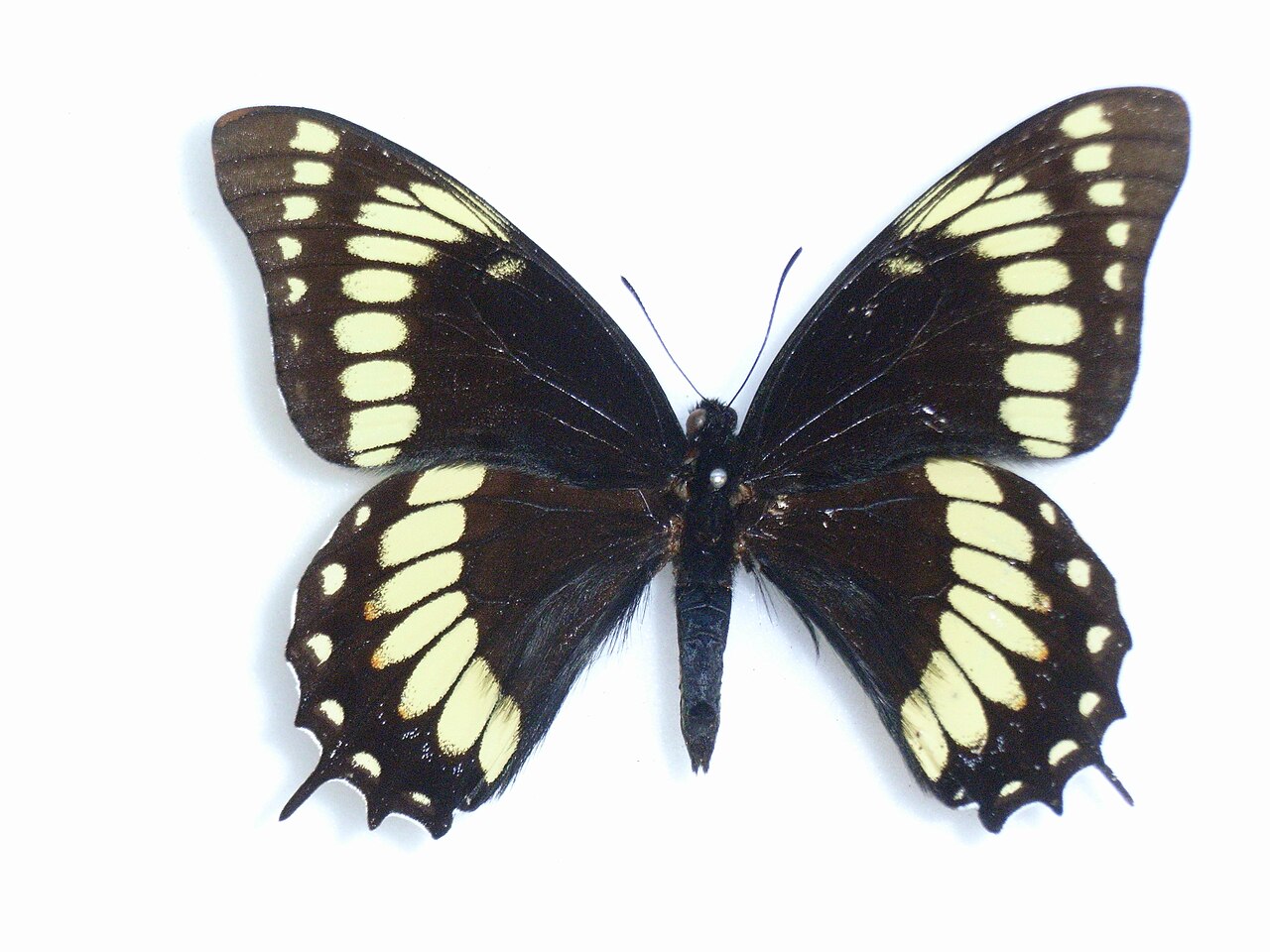 Papilio scamander