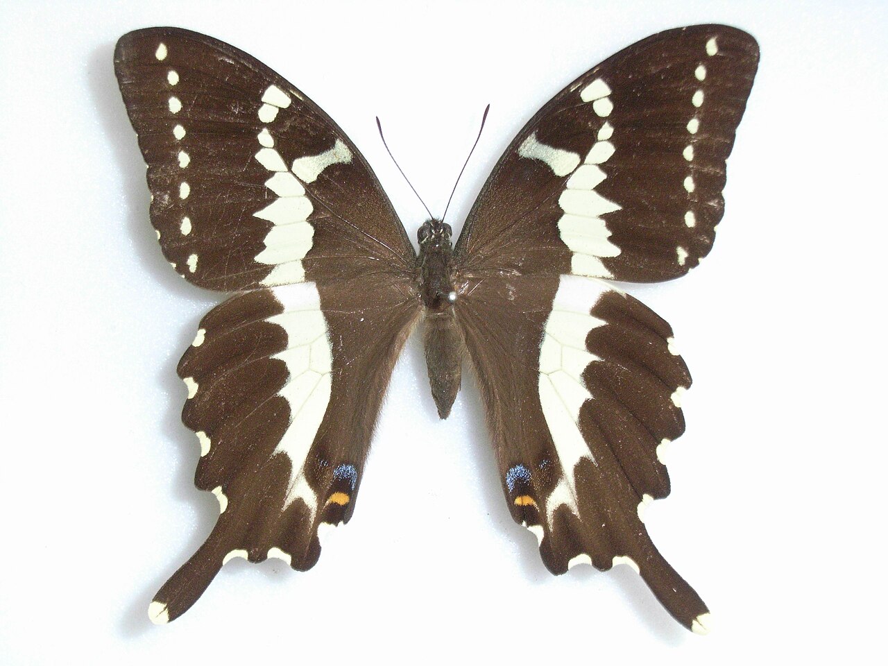 Papilio delalandei
