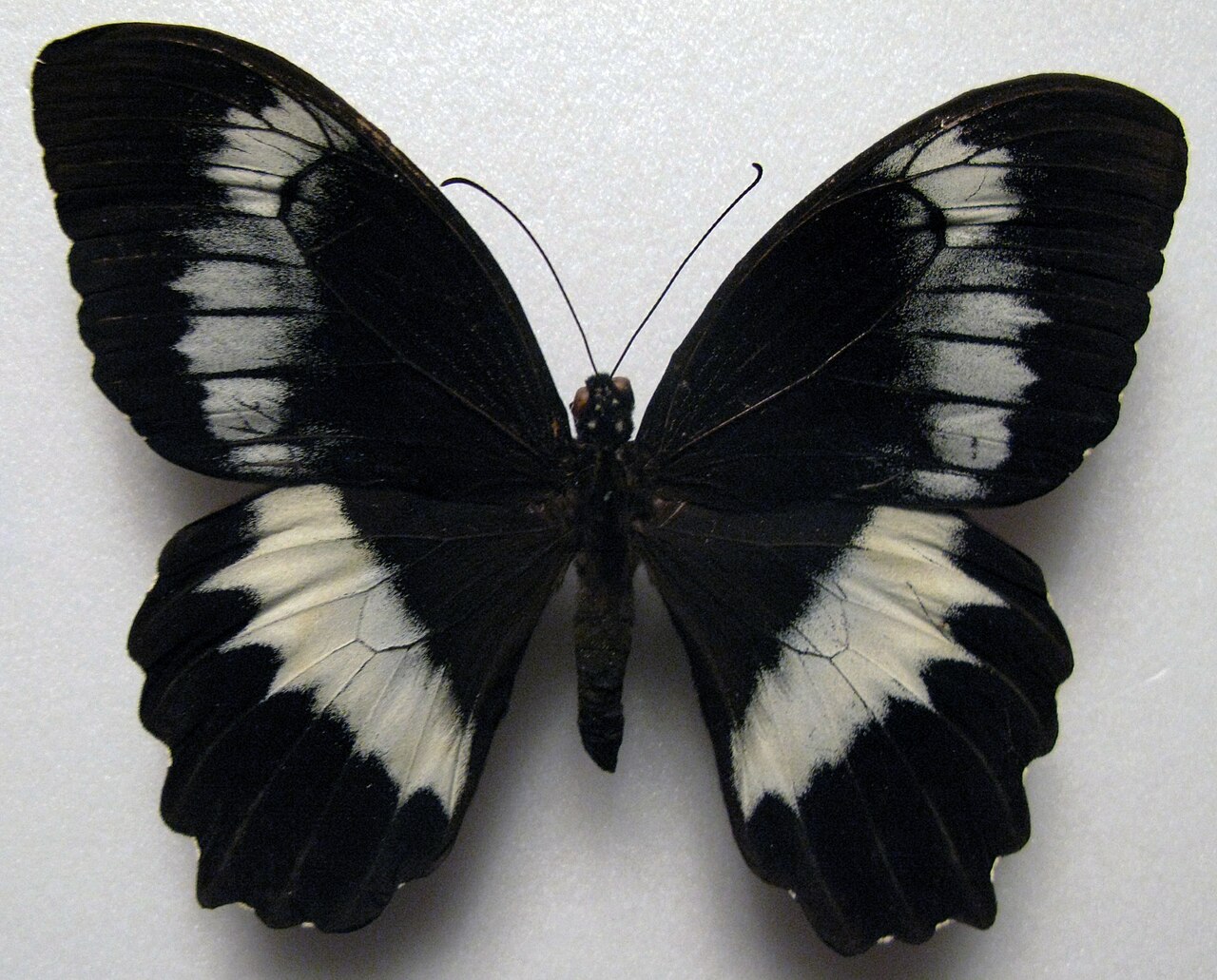Papilio woodfordi