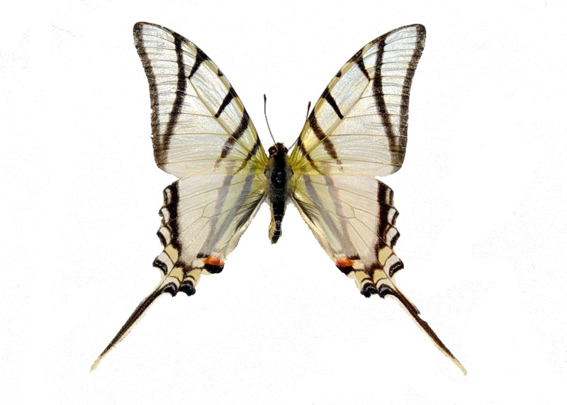 Protesilaus telesilaus