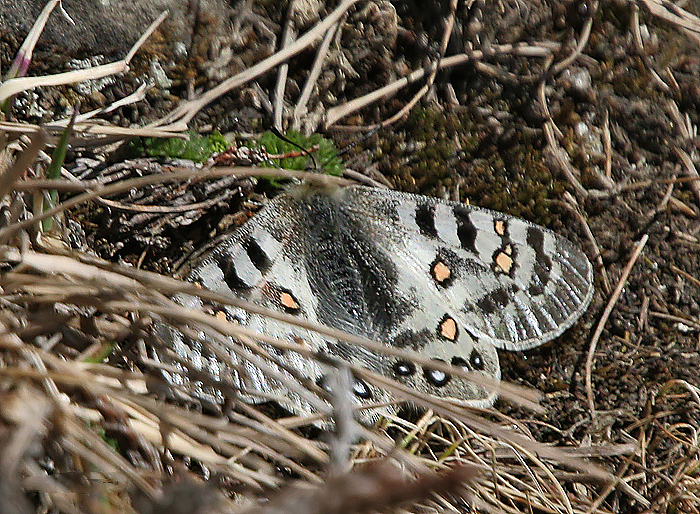 Parnassius hardwickii