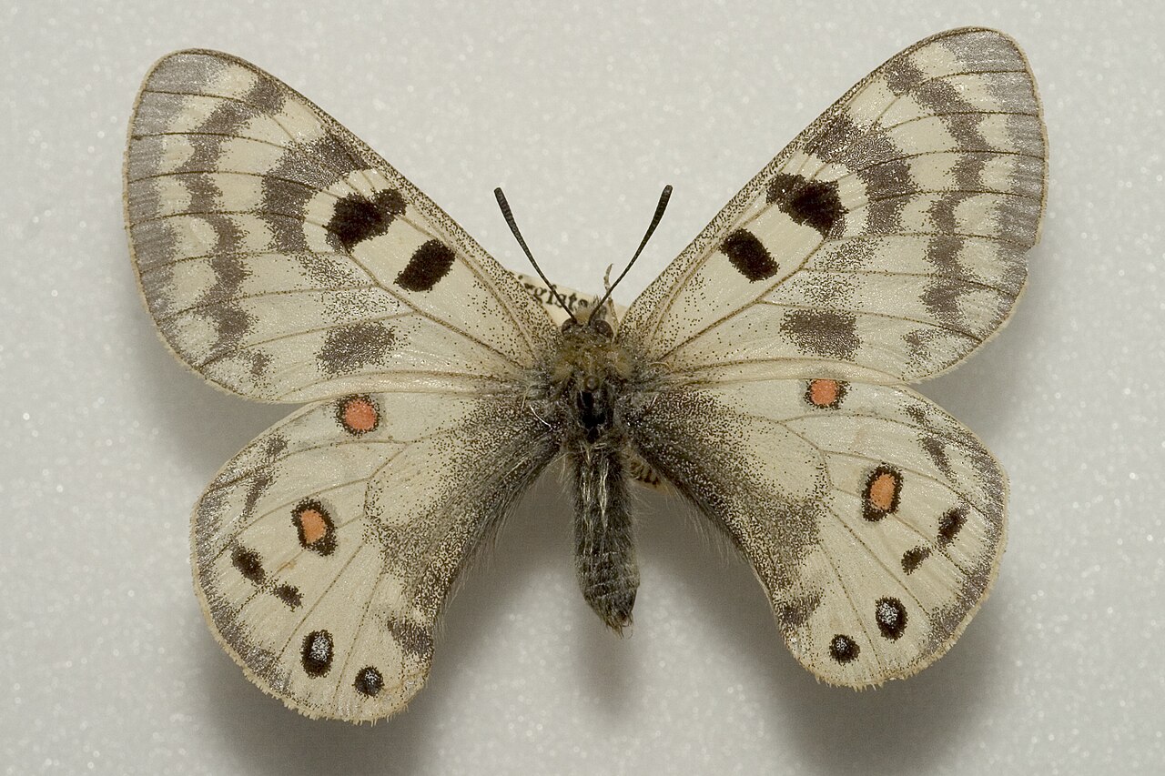 Parnassius delphius