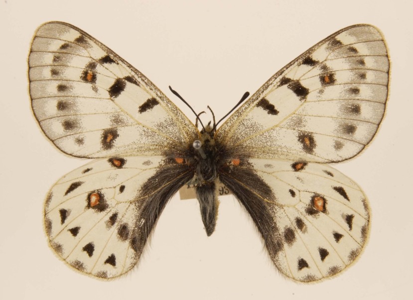 Parnassius tenedius