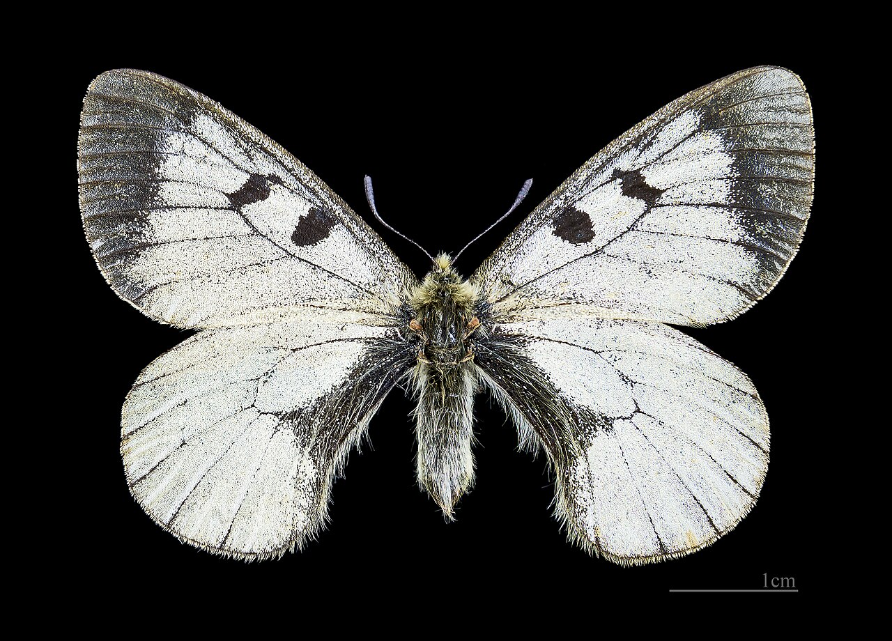覓夢絹蝶（Parnassius mnemosyne）