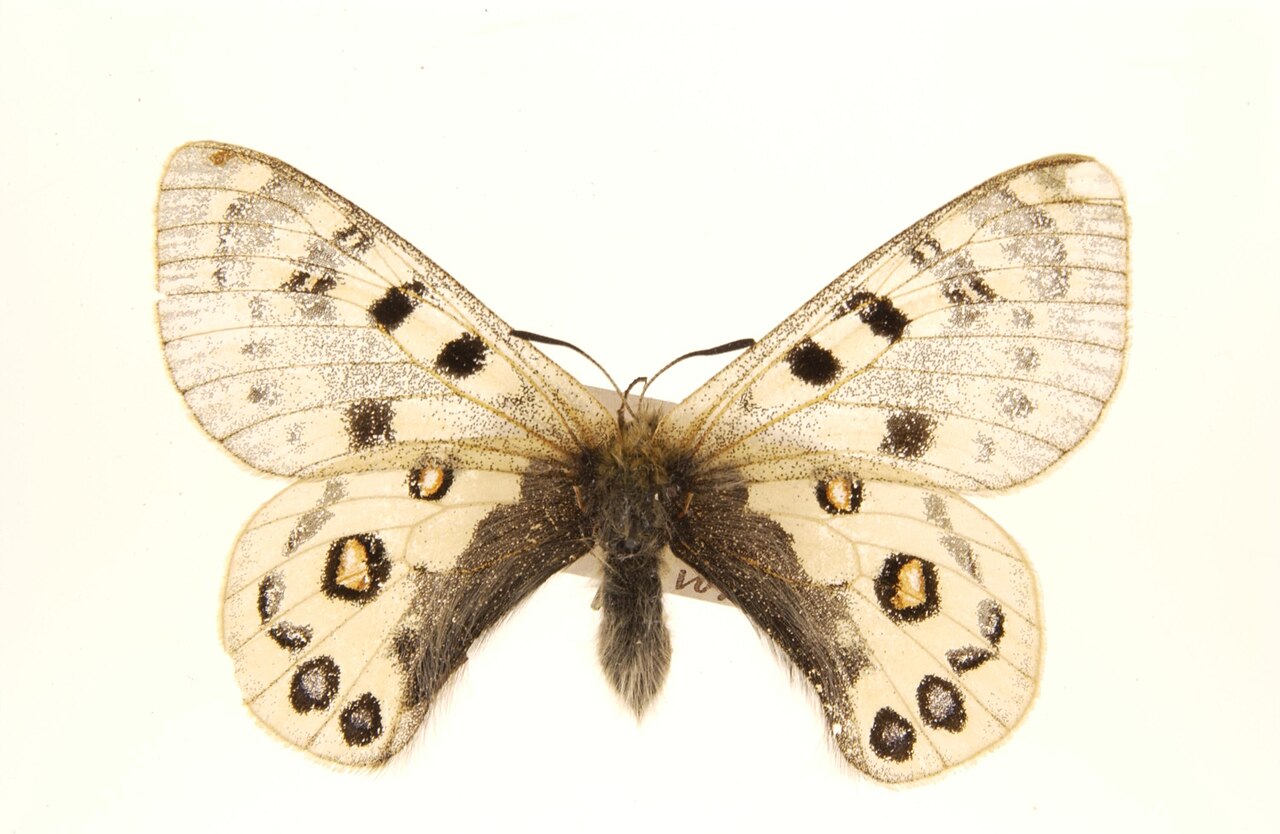 四川绢蝶（Parnassius szechenyii）