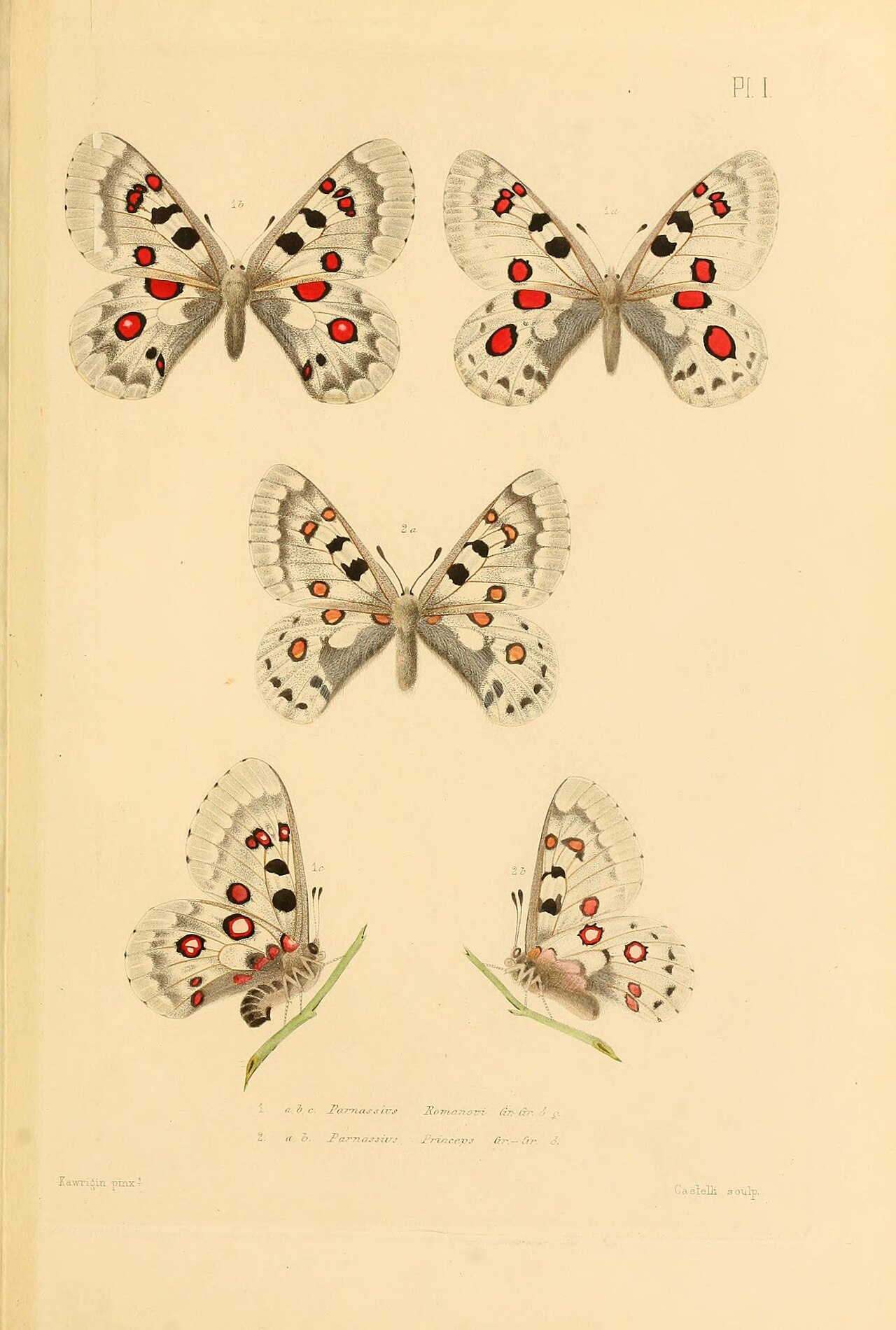 Parnassius tianschanicus