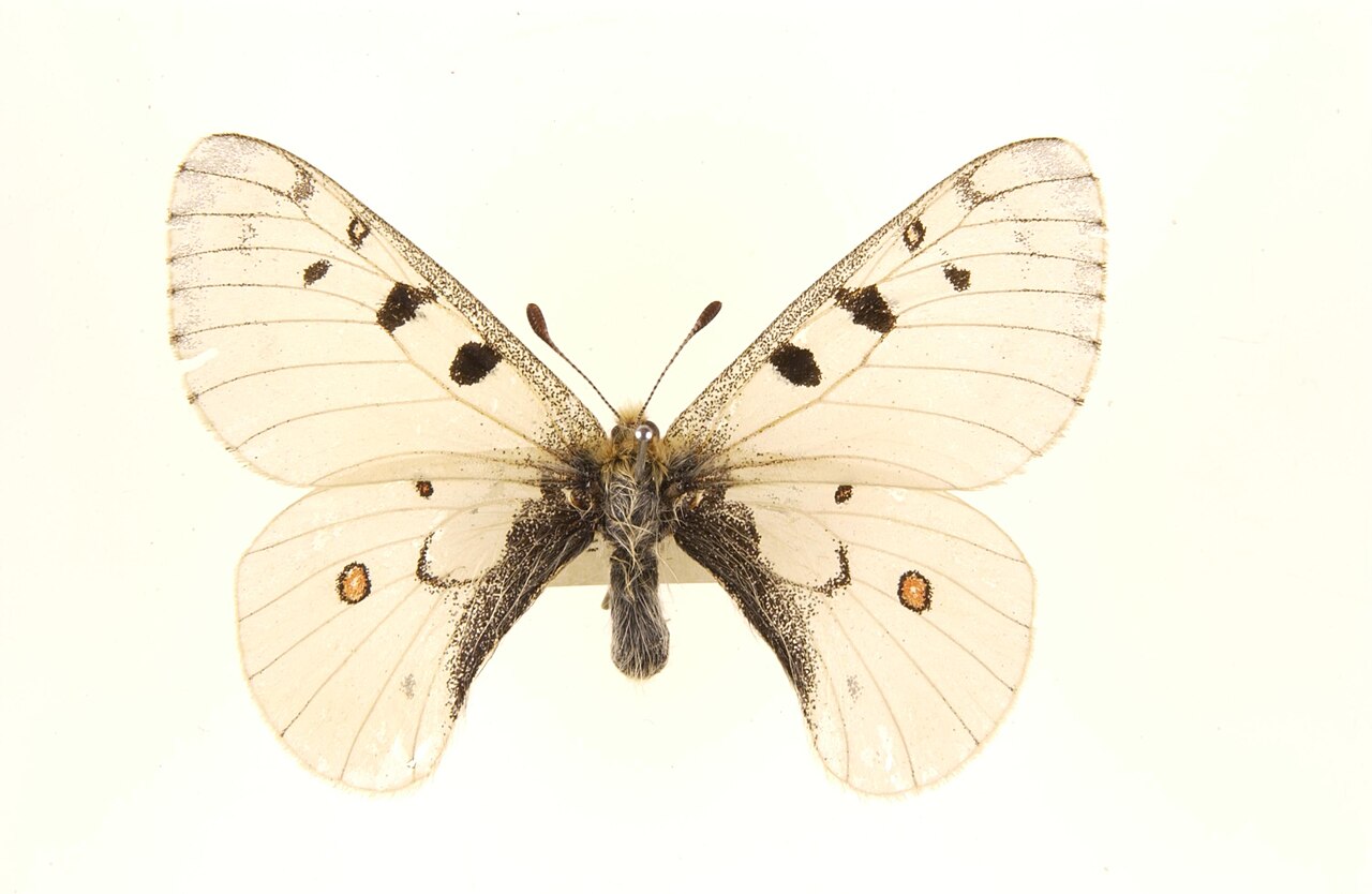 Parnassius phoebus