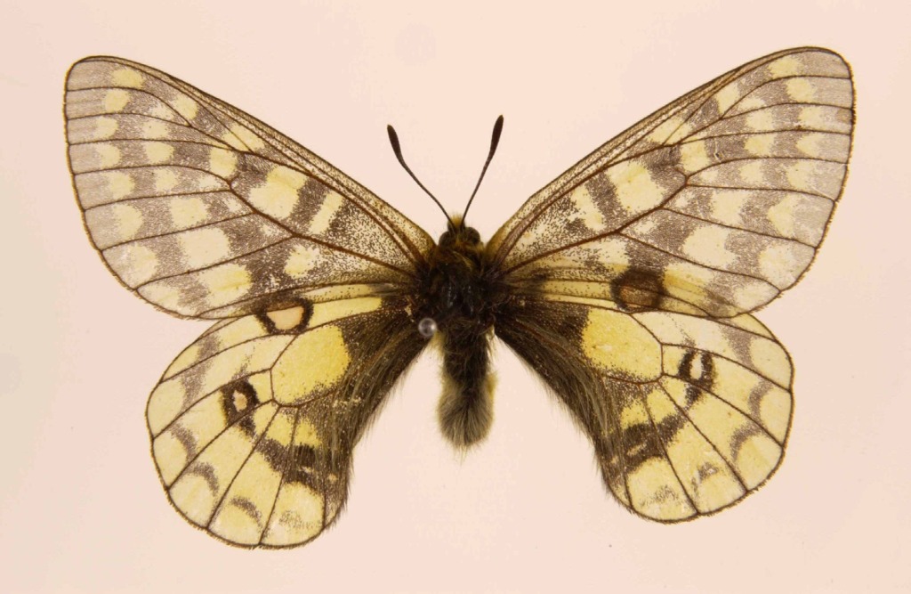 艾雯绢蝶（Parnassius eversmanni）