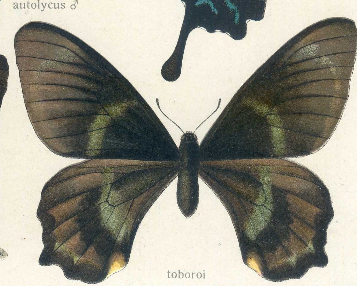 Chilasa toboroi