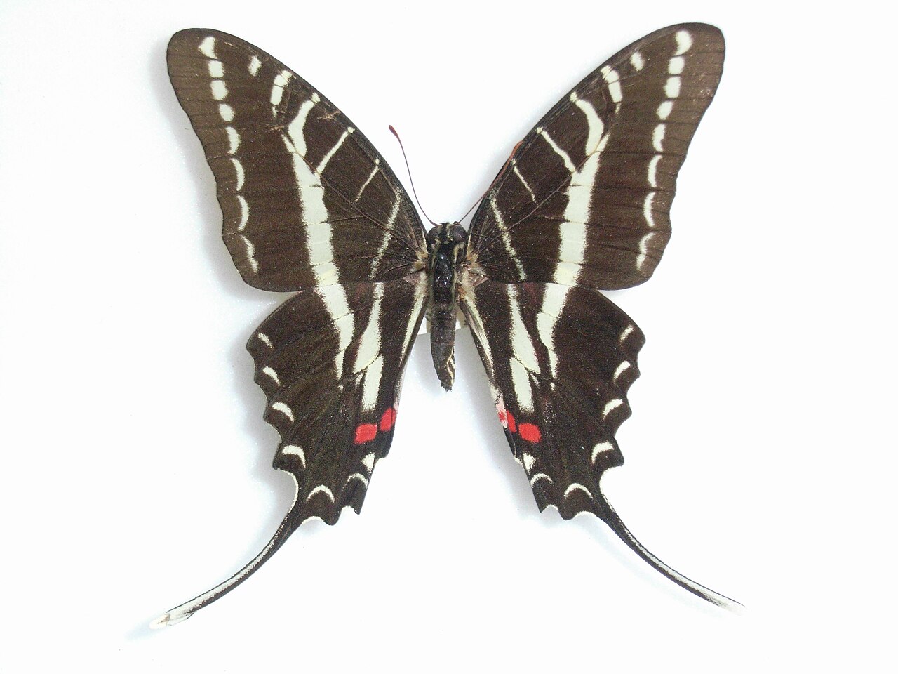 Protographium philolaus