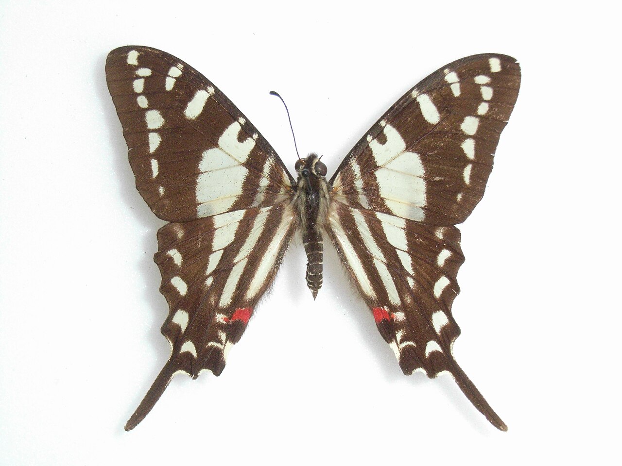 Protographium celadon