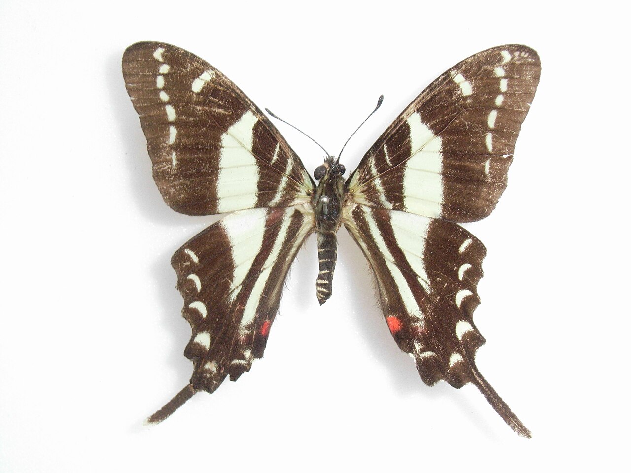 Protographium marcellinus