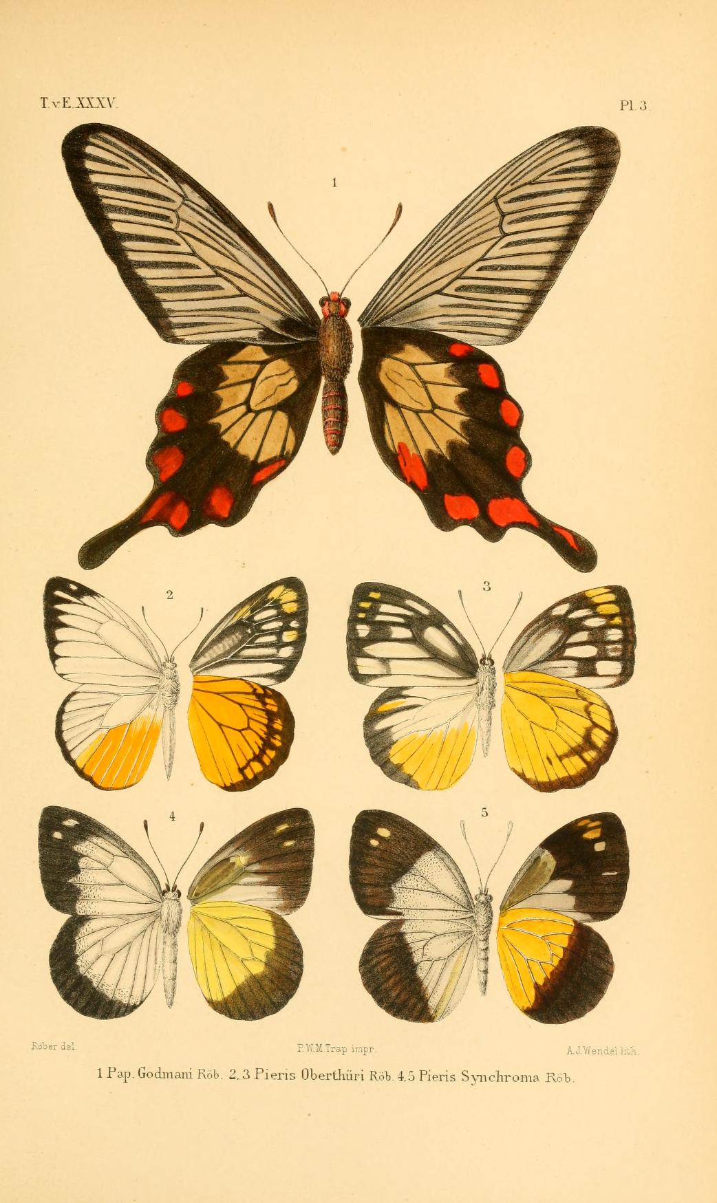 Pachliopta oreon